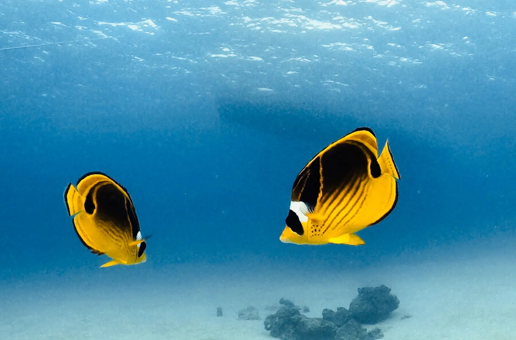 青い海の中を泳ぐ熱帯魚
