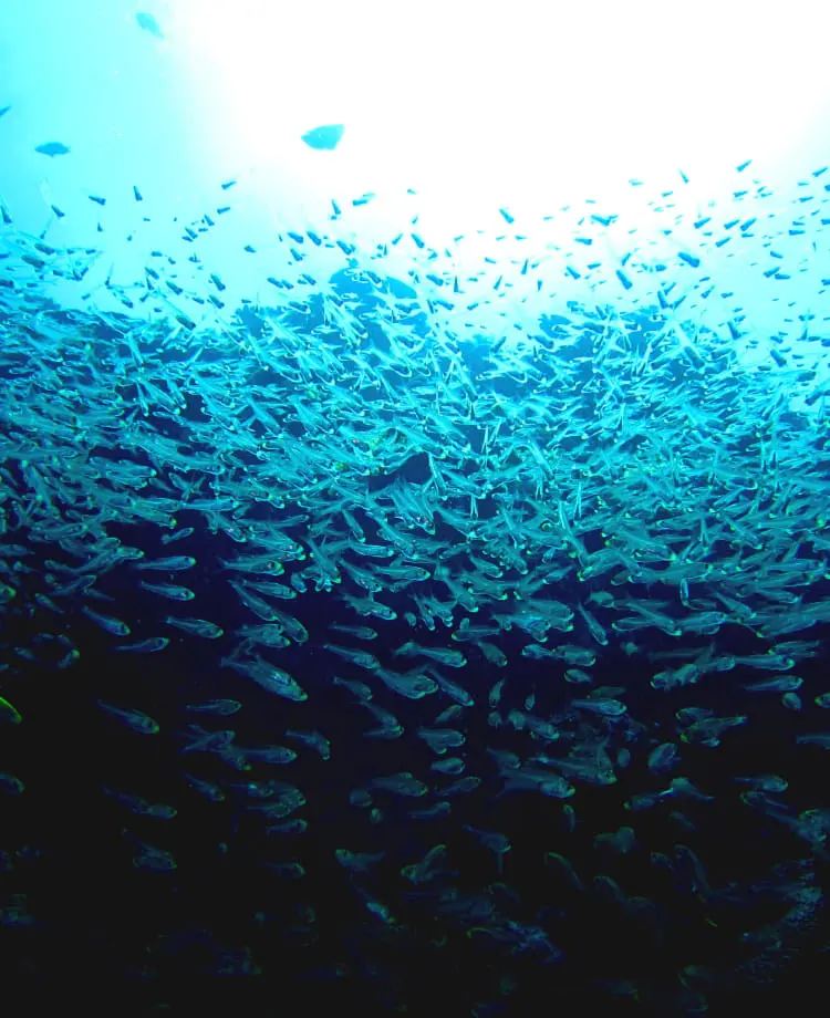 大量の熱帯業が泳いでいる海中風景