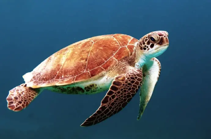 暗い海の中でウミガメが泳いでいる様子