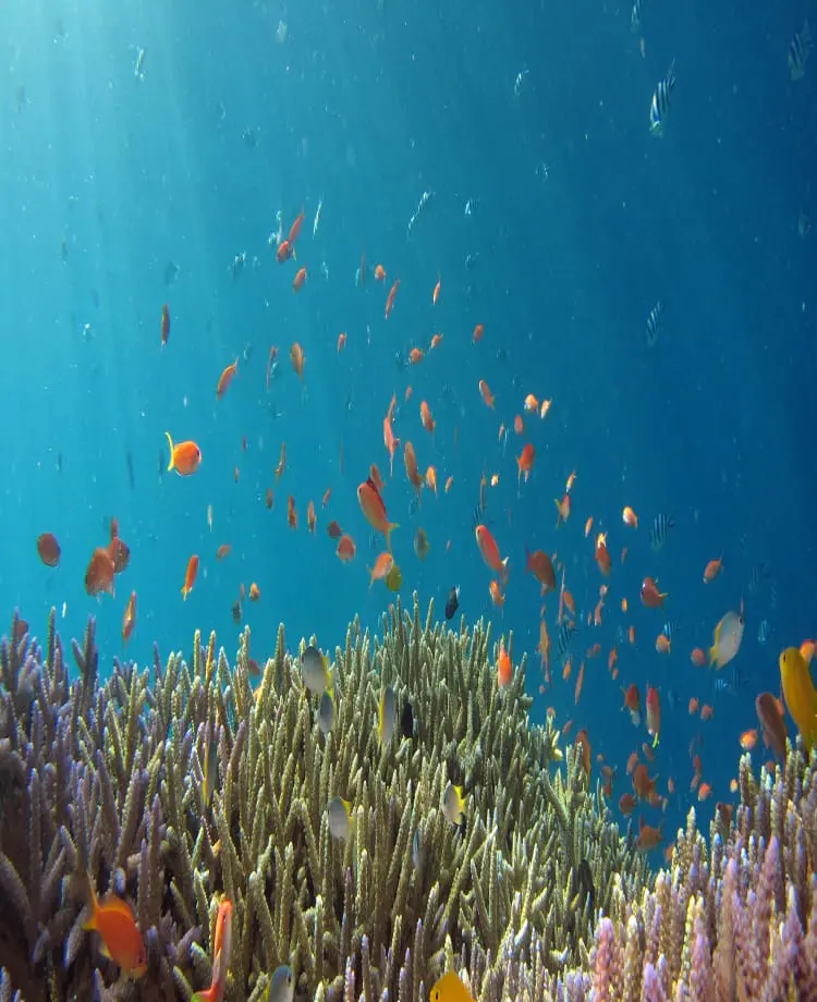 無数の熱帯魚が泳いでいる様子