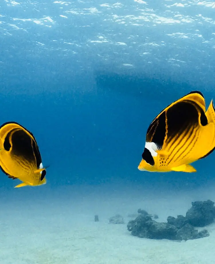 黄色の熱帯魚が2匹泳いでいる様子