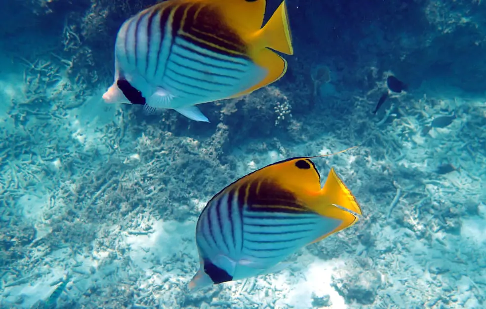 2匹の熱帯魚が泳ぐ海中風景