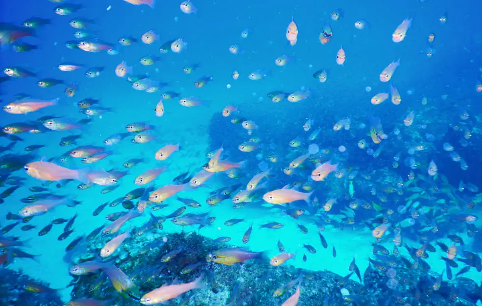 色とりどりの熱帯魚が泳ぐ海中風景