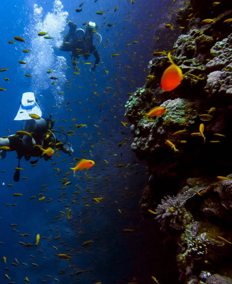 ダイバーと熱帯魚が泳いでいる様子
