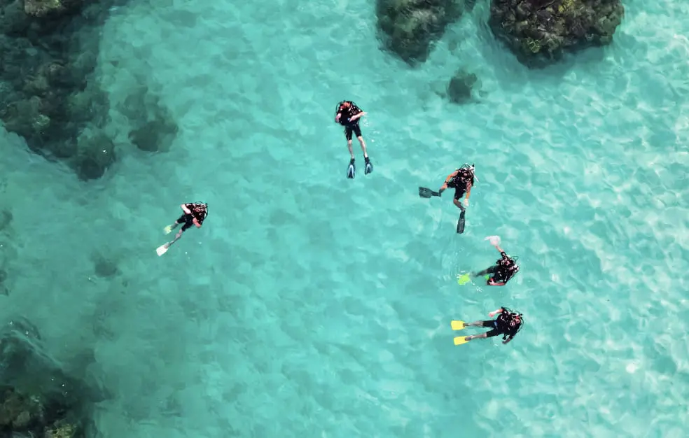 ダイバーが5人泳いでいる様子