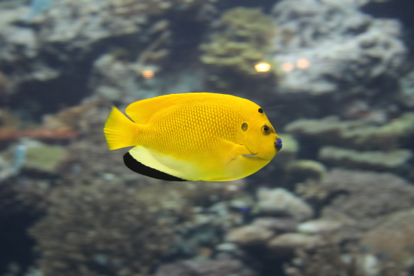 レモンピールエンゼルフィッシュのアイキャッチ画像