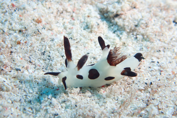 ウミウシのアイキャッチ画像