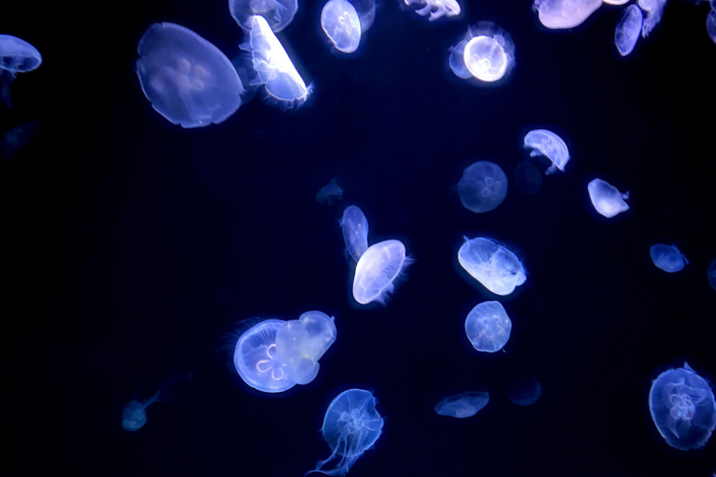 暗い海の中でクラゲが複数いる様子
