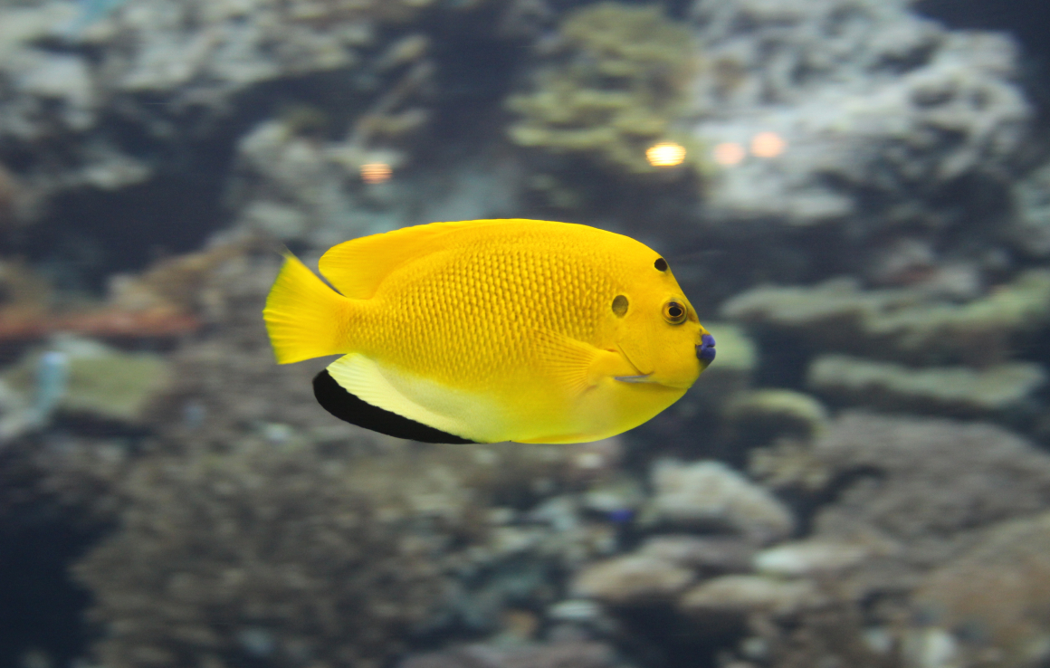 黄色い熱帯業が泳ぐ海中風景